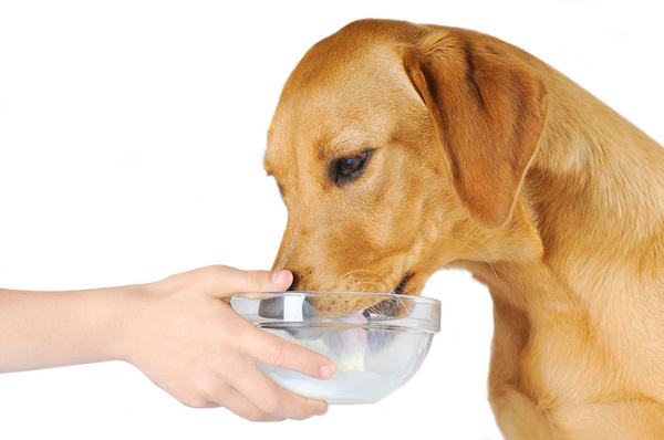 狗狗可以喝人喝的纯牛奶吗