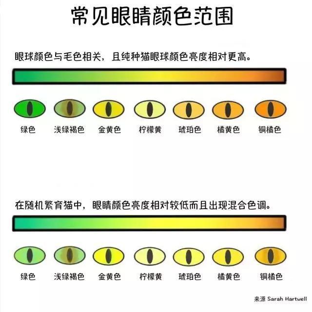 猫咪眼睛颜色变化过程猫咪眼睛变色的过程