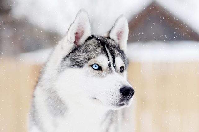 阿拉斯加雪橇犬是哈士奇吗