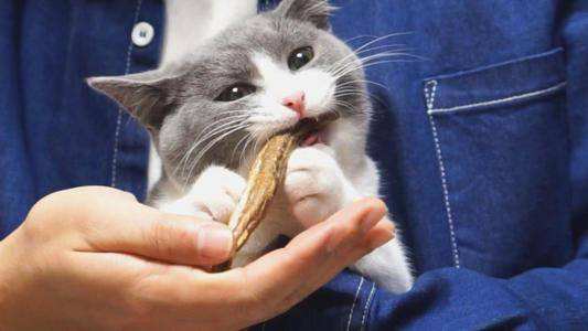 猫咪为什么那么爱吃猫条
