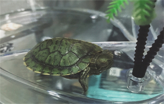 小青龟是深水龟还是浅水龟
