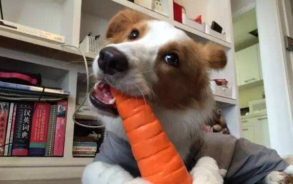 狗狗能吃胡萝卜吗熟的
