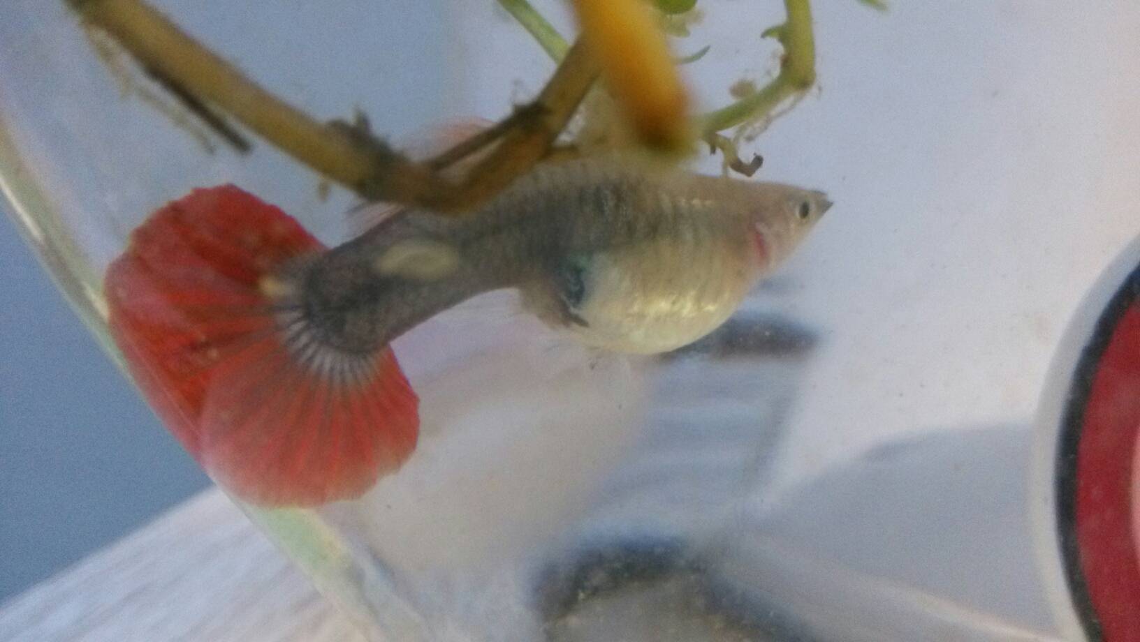 孔雀魚生產需要注意環境穩定,孔雀魚生產的時候比較敏感,飼養者最好將