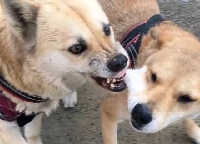 两只狗狗互相咬是玩吗