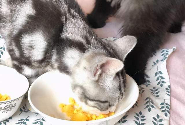 两个月小猫一顿吃多少蛋黄