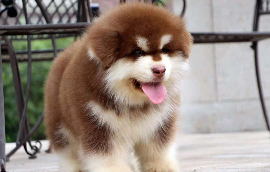 主人打藏獒记仇不