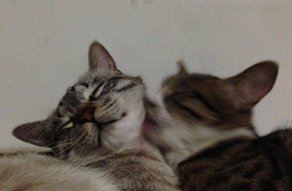 一隻貓咬另一隻貓的脖子是什麼意思
