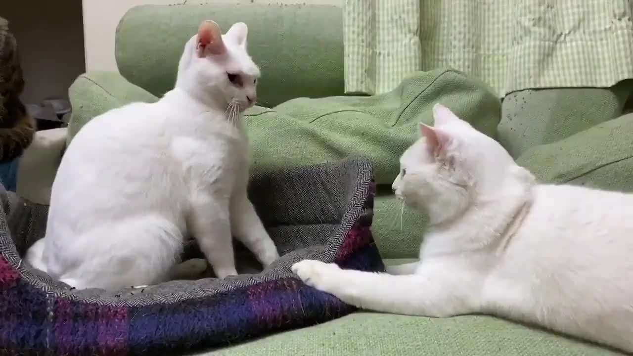 两只母猫可以一起养吗