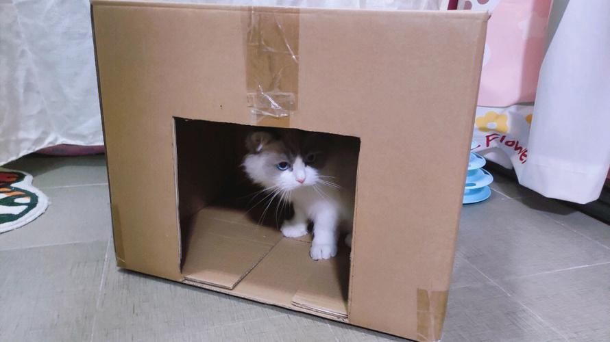 为什么猫喜欢纸箱