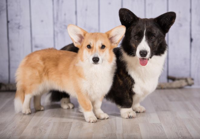 威尔士柯基和瑞典柯基的区别