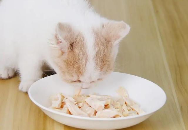 为什么给猫咪煮鸡胸肉吃死了