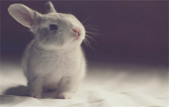 兔子几个月长大