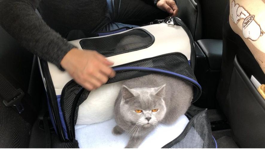 有猫包可以上汽车吗