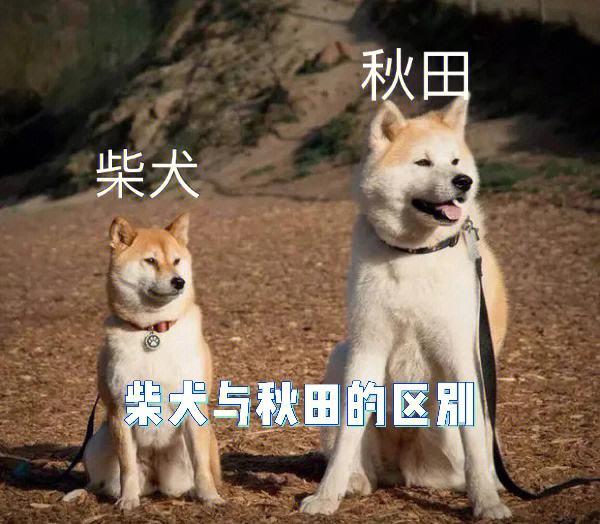 柴犬秋田犬区别 注意这几点超级好分辨！