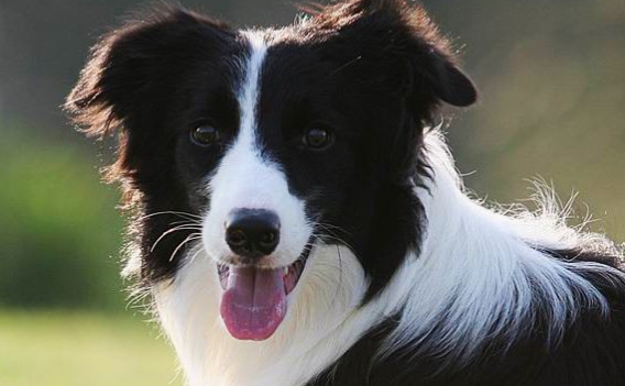 边牧品相有什么讲究