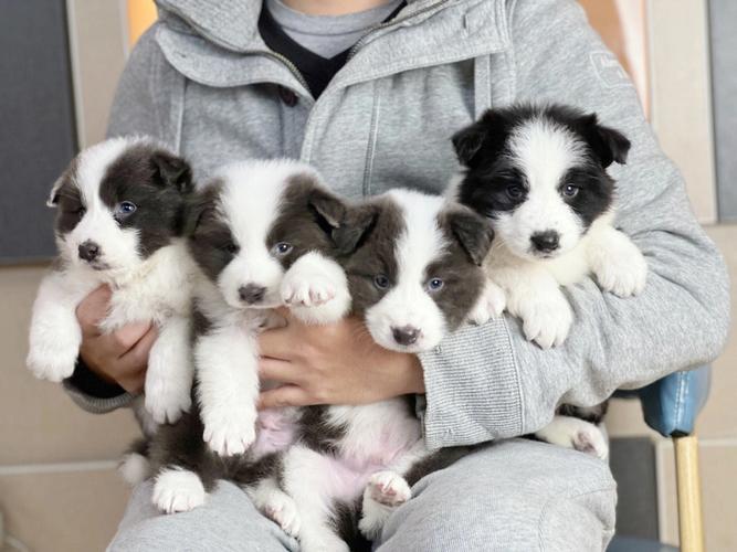 边牧品相有什么讲究