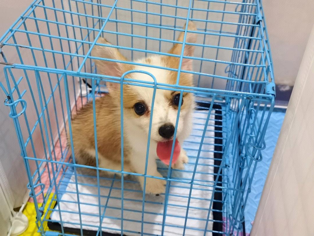 柯基幼犬放笼子一直叫不停
