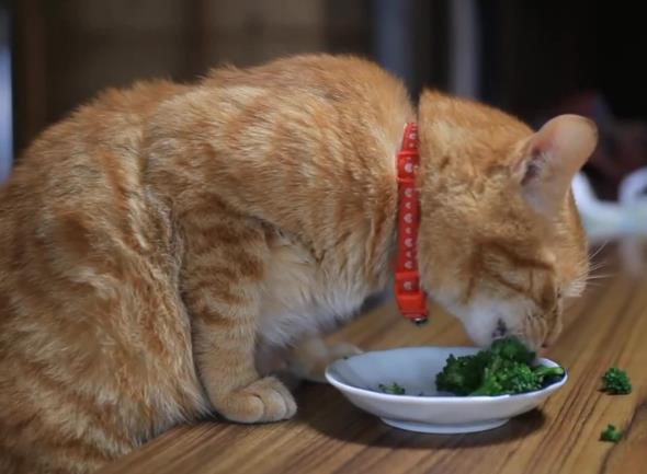 猫可以吃西兰花吗