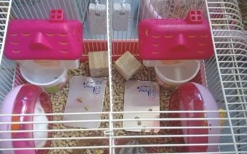 仓鼠怎样才能怀上宝宝