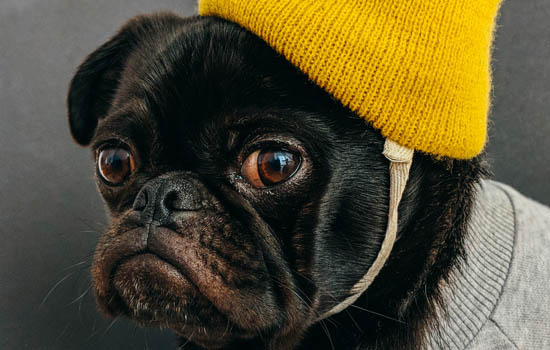 狗能不能吃鸡爪