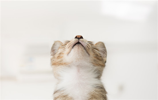猫抽搐吐白沫是什么原因