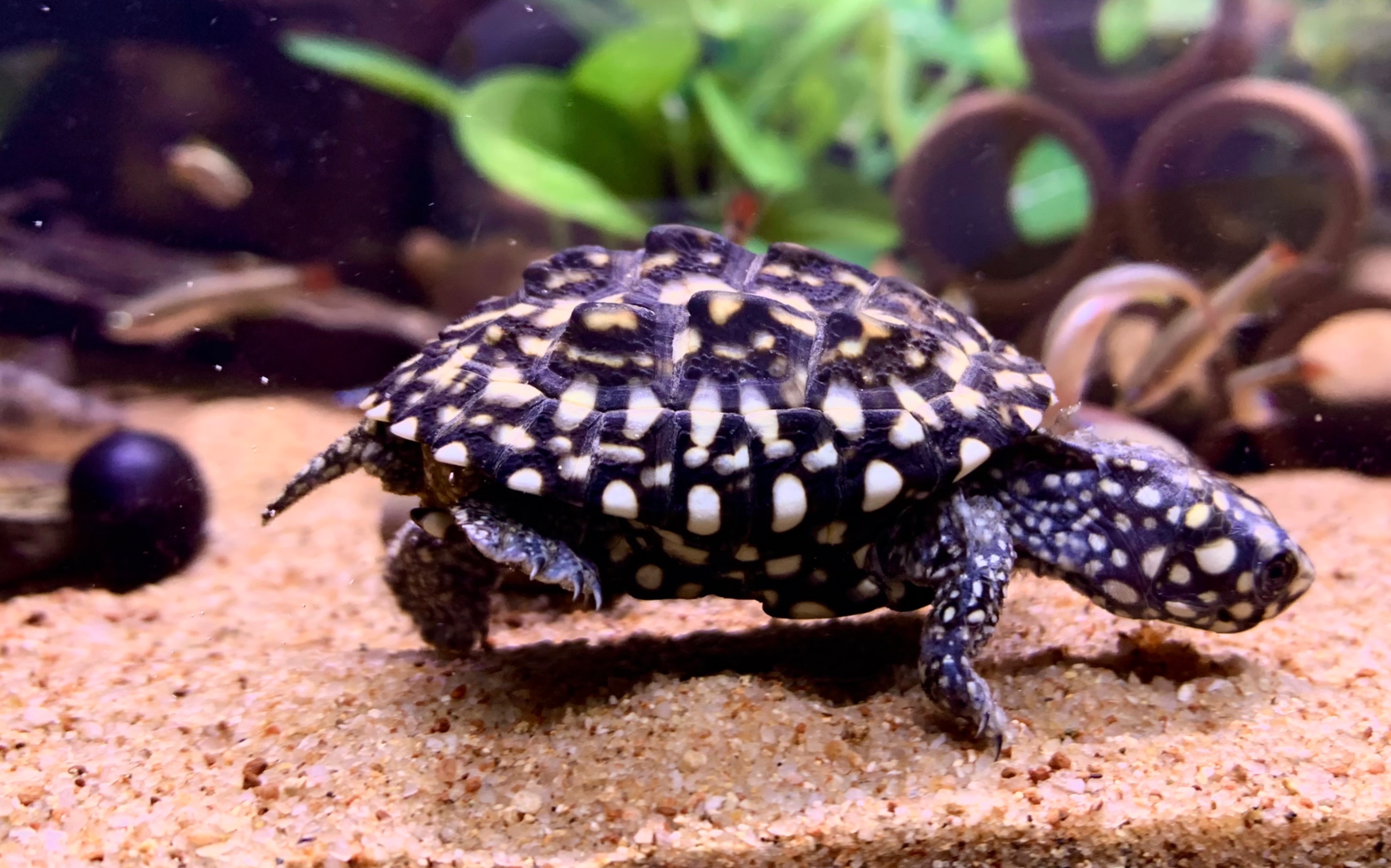 为什么斑点池龟不能养