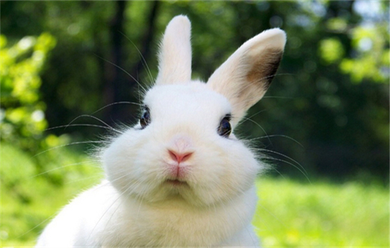 兔子一直打喷嚏怎么回事