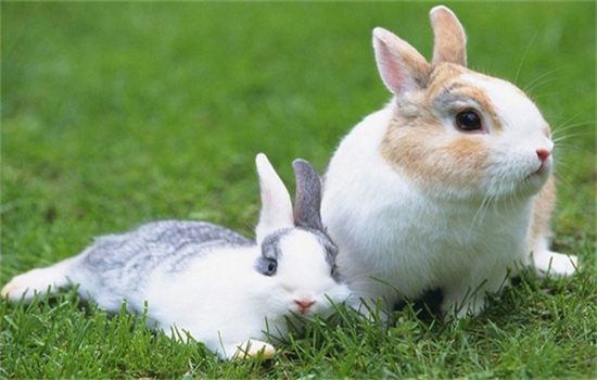 兔子舔毛是什么意思?