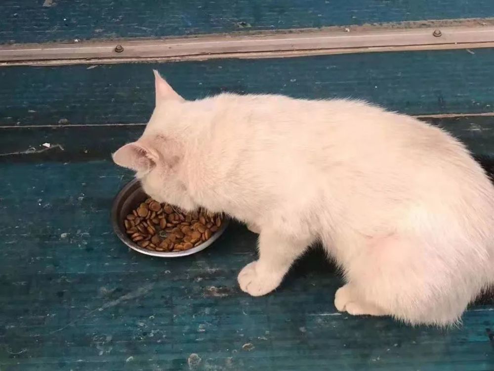 流浪猫可以吃狗粮吗