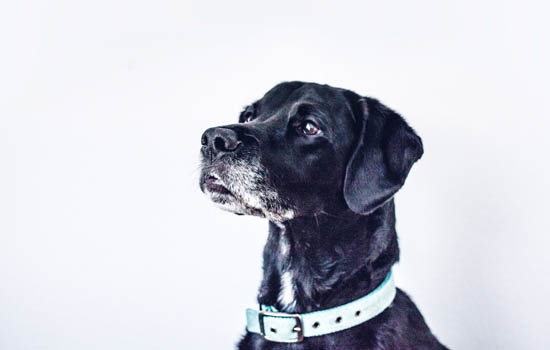 狗狗一直刨窝是为什么