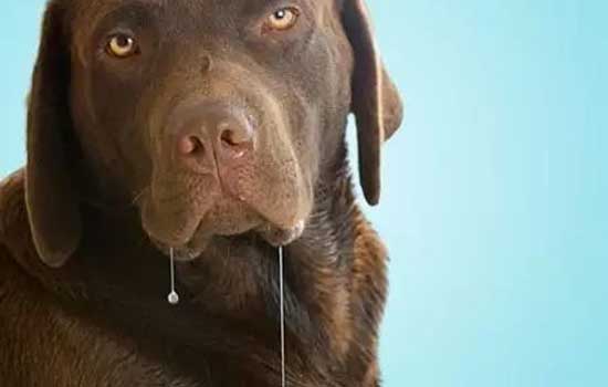 狗狗吐黄水不吃东西怎么回事