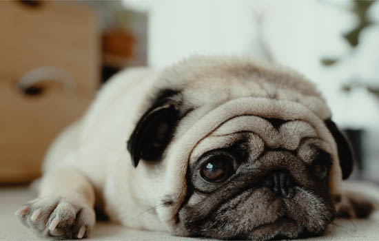 狗能吃核桃仁吗