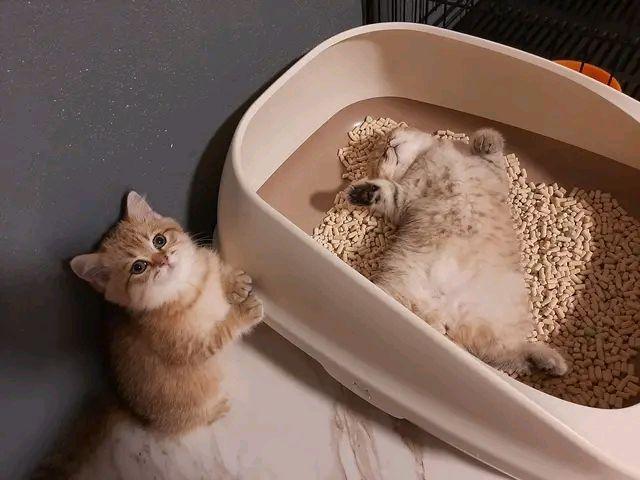 小猫什么时候学用猫砂