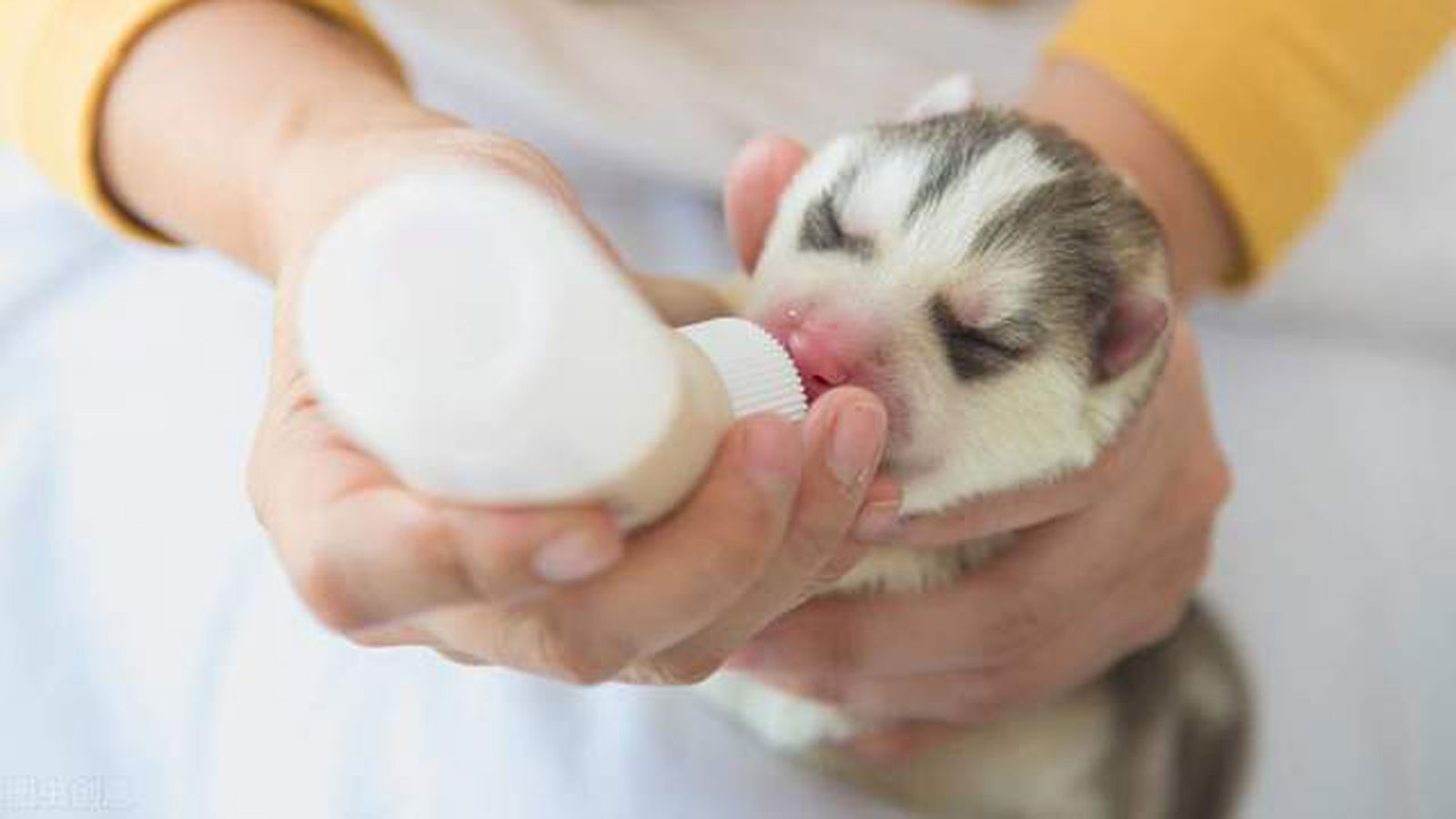 幼犬可以喝羊奶吗