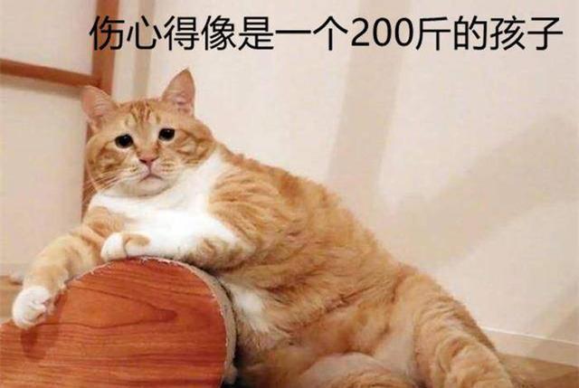 橘猫为什么不建议养