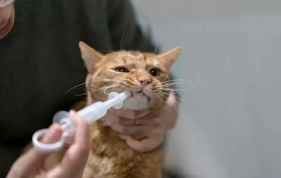 猫不吃药如何喂