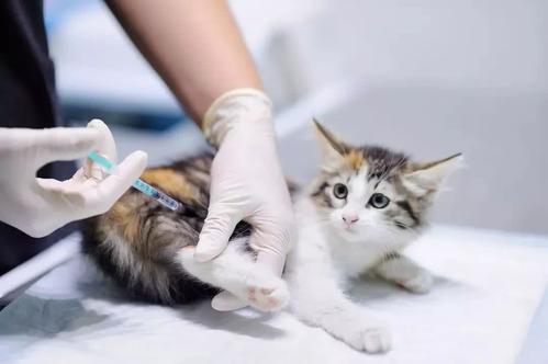 猫咪不打疫苗可以吗