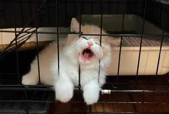 猫咪不愿意在笼子里一直叫怎么办