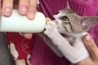 猫咪可以喝舒化奶吗