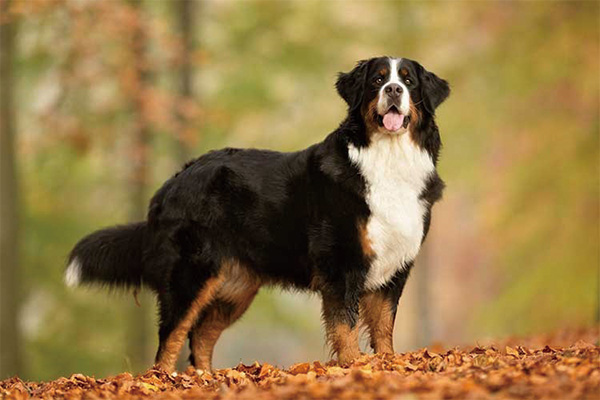 伯恩山犬为什么不建议养