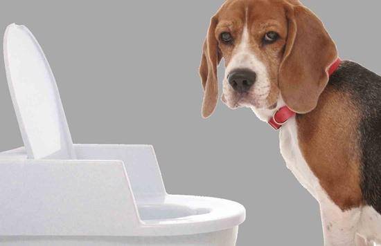 如何训练狗狗在厕所大小便