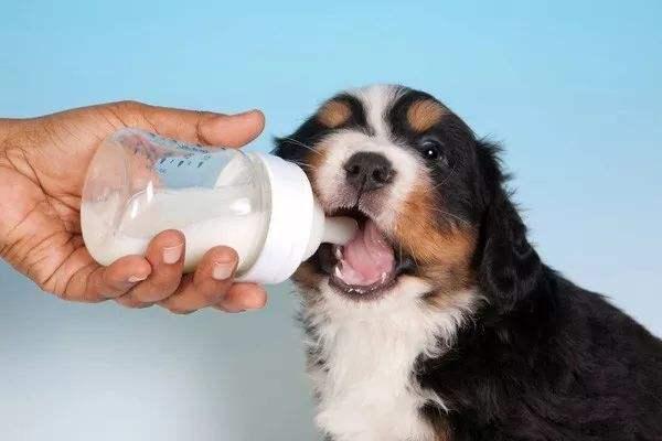 小狗可以喝人喝的奶粉吗