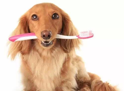 狗狗牙结石口臭怎么办