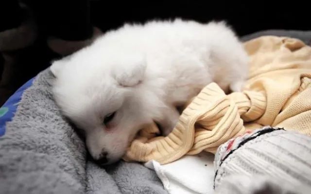 一星期狗有什么症状