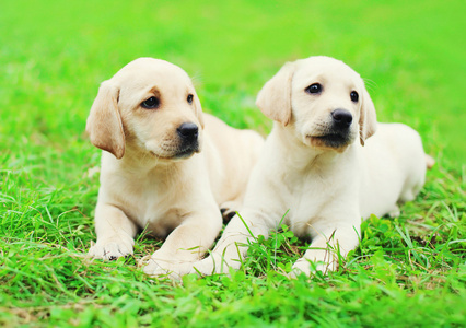 怎么养拉布拉多犬幼犬