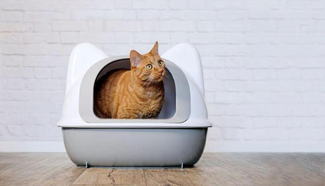 怎么教小猫用猫砂盆上厕所