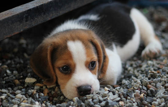 柯基犬容易死吗