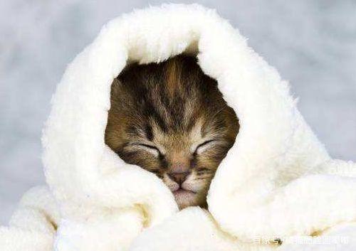房间太冷怎么给猫咪保暖