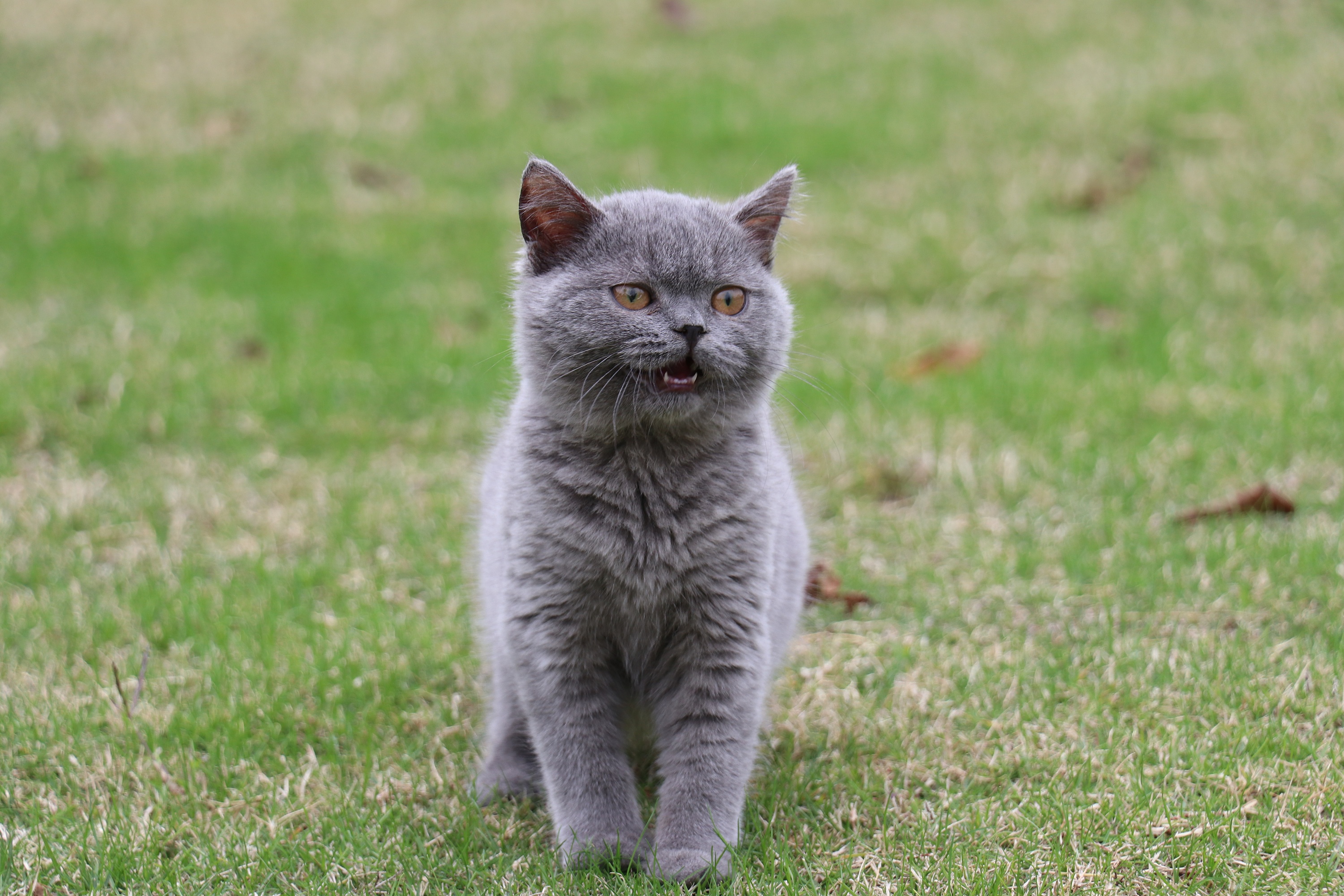 英国短耳蓝猫照片图片