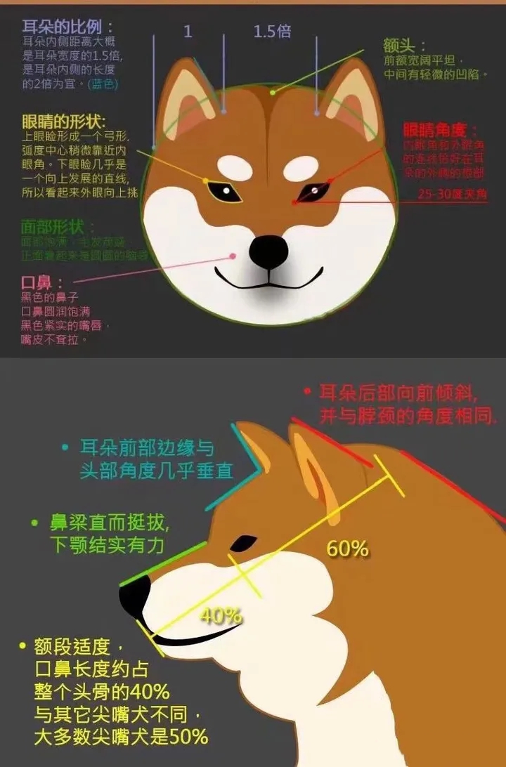 柴犬该如何挑选?